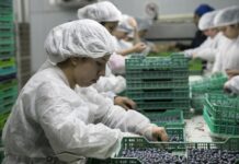 China habilitó exportación de arándanos argentinos