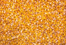 Brazil on track for record harvest