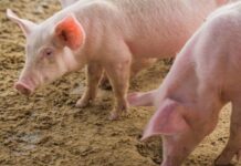 Gobierno aumenta reintegros a exportación de carne porcina