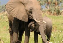 Registran en 2016 récord en incautación de marfil: CITES