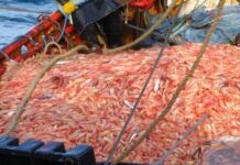 Argentina exportará langostinos a Australia