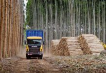 “Vamos exportar morangos para o mercado mais exigente do mundo”: Manzur
