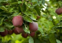 Mendoza: declaran emergencia fitosanitaria por la mosca de los frutos