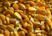 Gobierno oficializó el SISA, registro unificado para productores agropecuarios