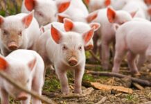 Buenos Aires se adhiere al Registro Fiscal de Operadores de la Cadena Porcina