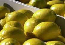 Argentina to become a comprehensive lemon supplier for the US