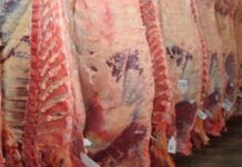 Argentina: Las exportaciones de carne bovina crecieron 60%