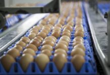 Argentina: Modifican exigencias higiénico-sanitarias del transporte de los huevos