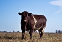 Argentina exportará semen bovino a Kenia