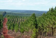 Argentina: Lanzan plataforma Forestar 2030