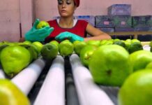Argentina: Lanzan facilidades de pago para la cadena de peras y manzanas