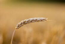 FAO: Precios mundiales de alimentos subieron en mayo respecto a abril