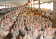 Argentina continua exportando carne aviar a Chile