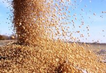 Cuatro de cada diez dólares que ingresaron fueron por la agroindustria