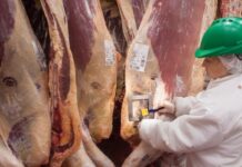 Argentina logró acuerdo para exportar carne a China