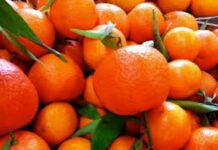 Mandarinas frescas podrán utilizar sello “Alimentos Argentinos”