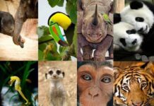 ONU pide más esfuerzos contra tráfico ilegal de especies
