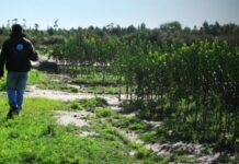 Exportación de plantas ornamentales creció un 29% en 2017