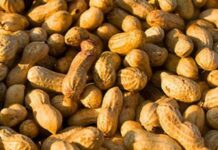 Agilizan trámites para exportar maní y tabaco a EE.UU.