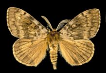 Senasa, en alerta para evitar ingreso polilla gitana