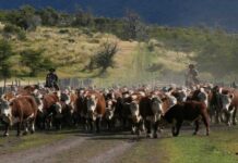 EE.UU. verificó Patagonia con vistas a reapertura del mercado de carne