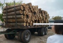 Agroindustria recibió a chinos interesados en el sector forestal