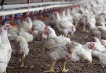 Uruguay opens the market for Argentine chickens