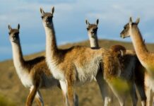 Santa Cruz: Habilitan frigorífico para exportar carne de guanaco