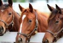 Argentina:Refuerzan control en frontera por influenza equina en Uruguay
