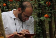 Argentina: Prohíben ingreso de cítricos al Noroeste