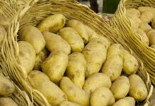 Patagonia: Será obligatorio el uso del DTV para traslado de papa, batata, ajo y cebolla