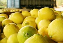 Argentina continuará exportando limones a Japón