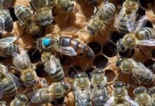 Uruguay abre el mercado de abejas reinas argentinas