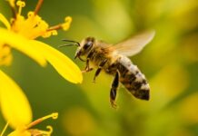 Conozca los requisitos del Senasa para la exportación de abejas reinas