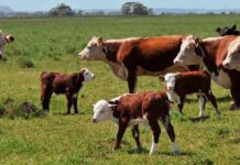 Primera exportación de carne argentina a Japón