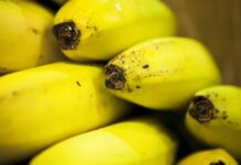 Logran reducir el ingreso de la plaga del banano en Argentina