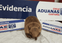 Chile: Reportan contrabando de quirquincho disecado