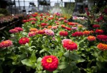 Para comprar plantas por Internet se deberá solicitar autorización al Senasa
