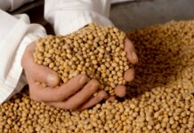 Argentina exportaría granos por más de US$25.000M en 2019