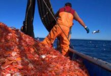 Argentina termina etapa del plan piloto de trazabilidad electrónica en pesca