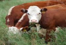 Crecen exportaciones de carne bovina de Argentina en julio
