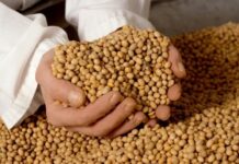 Gobierno actualiza normativa en comercialización de granos