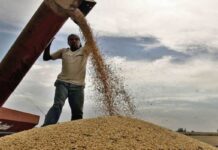 Argentina reglamenta inscripción en SISA de productores granarios
