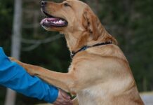 A partir de octubre, mascotas deben tener microchip para ingresar a Uruguay
