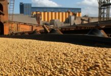 China comenzará a comprar más soja argentina