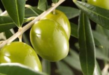 Gobierno busca competitividad en cadena del olivo