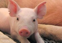 Recuerdan mantener a Argentina libre de peste porcina clásica