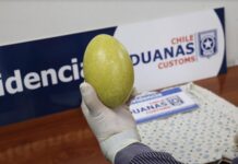 Incautan huevo de ñandú, especie en peligro de extinción