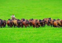 Mercosur: Acuerdan requisitos sanitarios para importación de animales