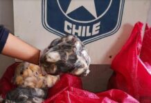 Sin certificación: Incautan moluscos destinados a restaurantes chilenos